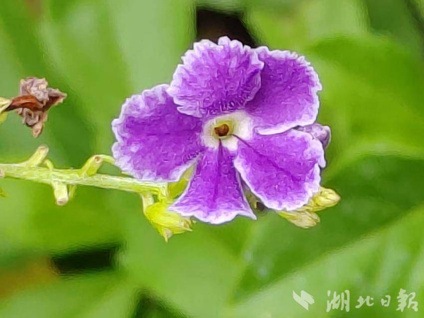 九莲宝灯大满贯游戏单机版